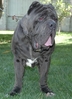 neapolitan mastiffs 050.jpg