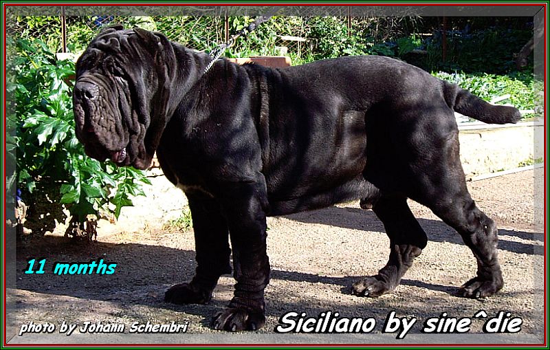Siciliano by sine^die 11 months photo by Johann