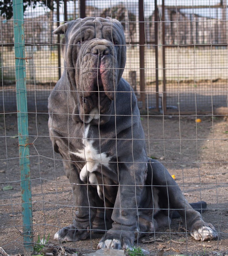 Dogs 18 01 2007 184