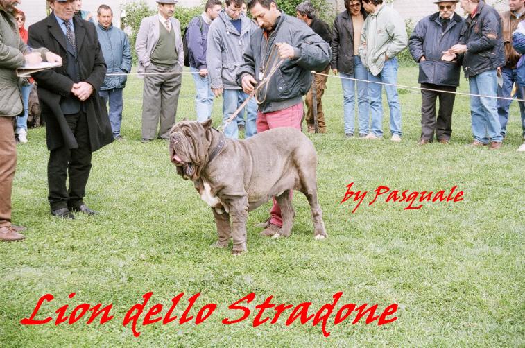 lion dello stradone - 3