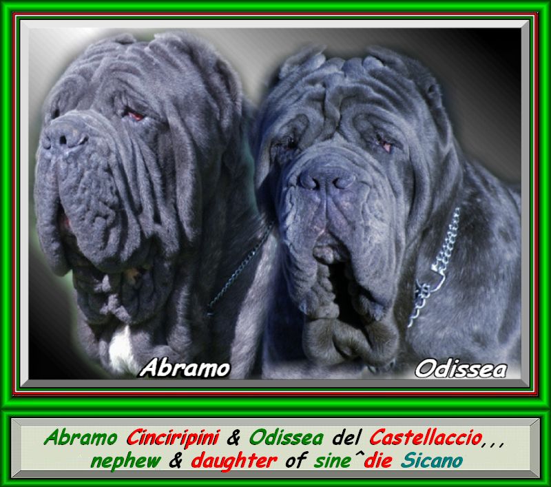 abramo cinciripini & Odissea del Castellaccio nipote e figlia di sine^die Sicano