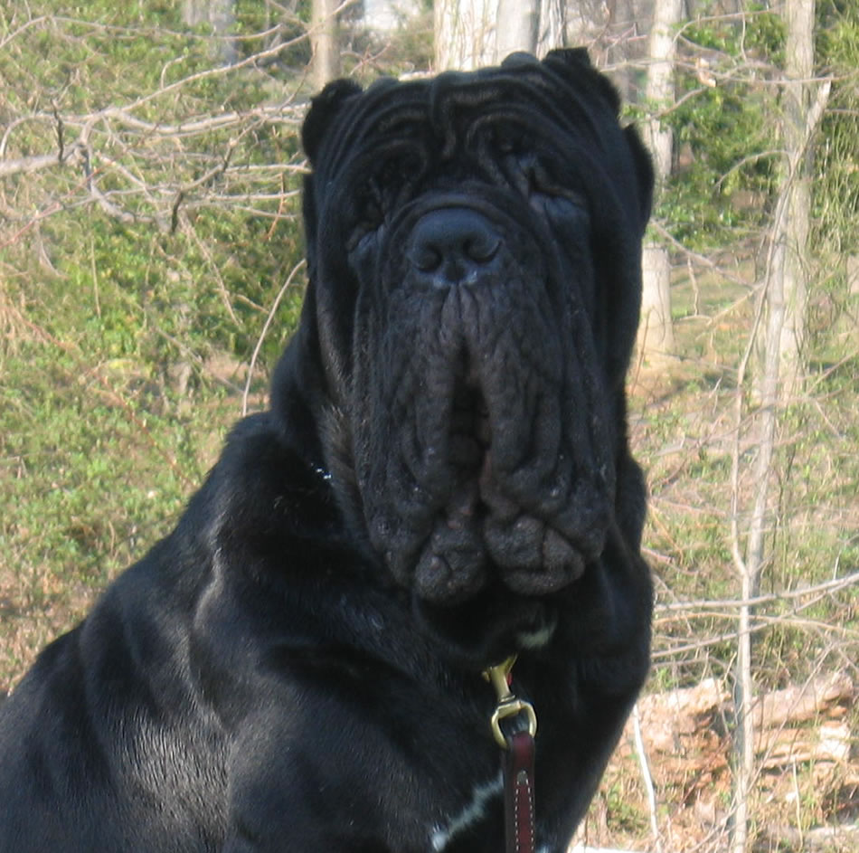 bison24months3