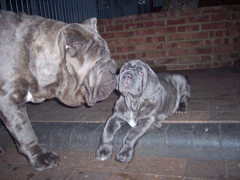Luna puppies 15 06  2007 026