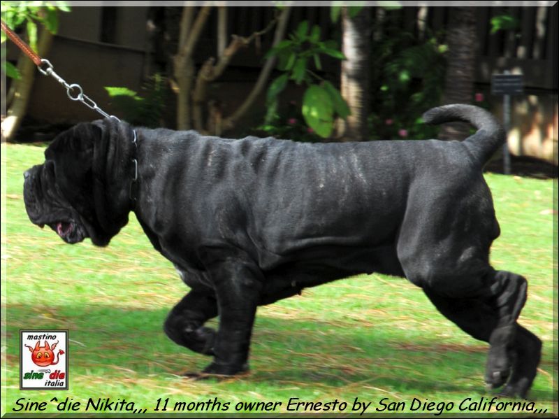 Sine^die Nikita 11 months,,,,