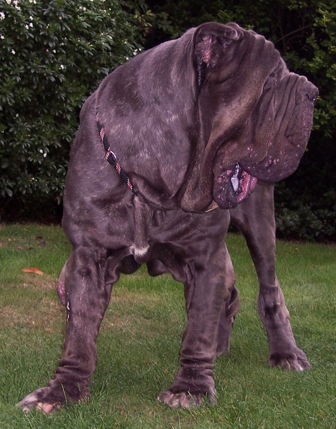 Veleno Sept 2006