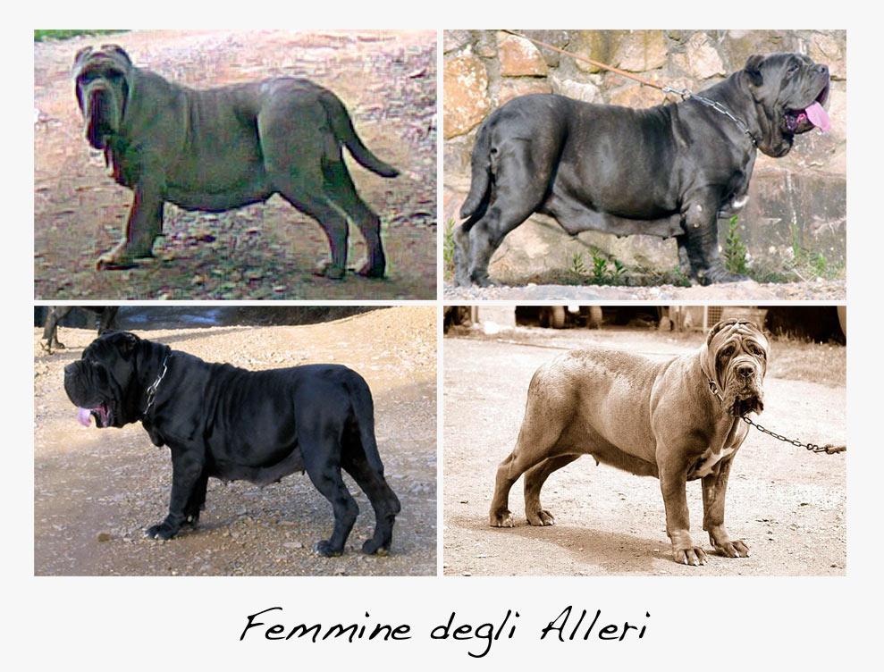 femmine