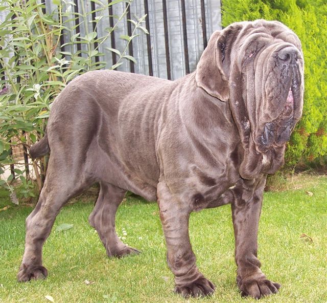 dogs 09 07 2006.a 009