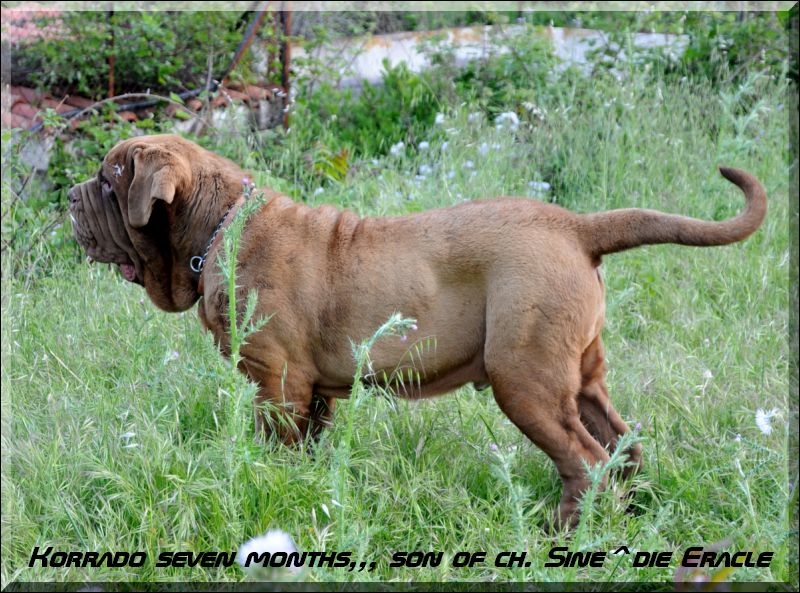 Korrado seven months son of champion Sine^die Eracle,
