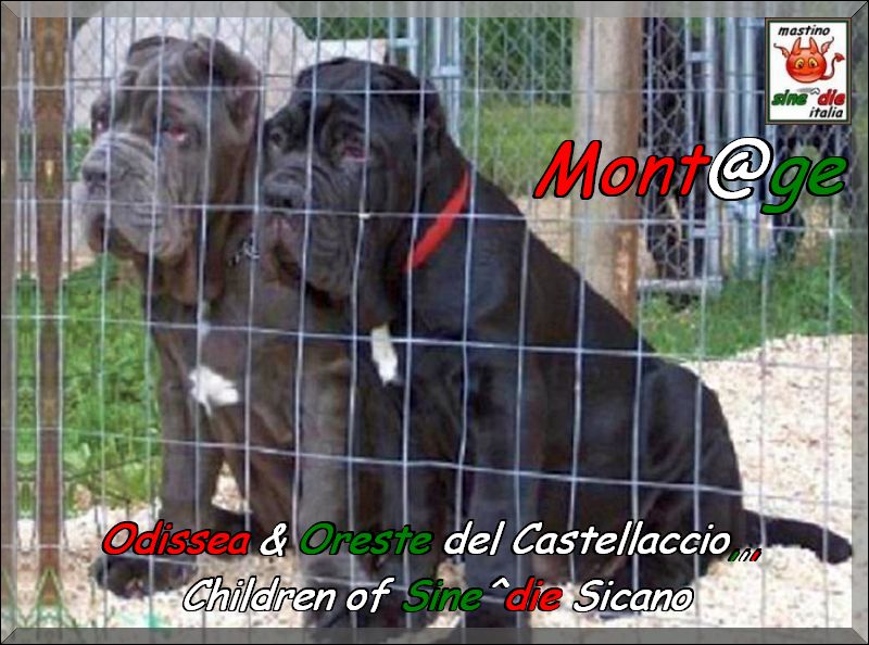 Odissea & Oreste del Castellaccio,,, children of Sine^die Sicano x Ramona del Castellaccio,,,