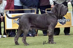 Illimani San Paulo 2 open male