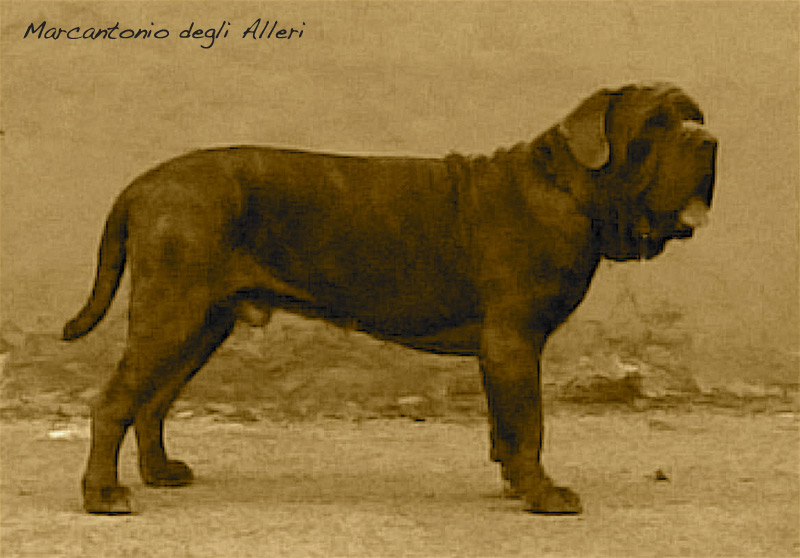 marcantonio1