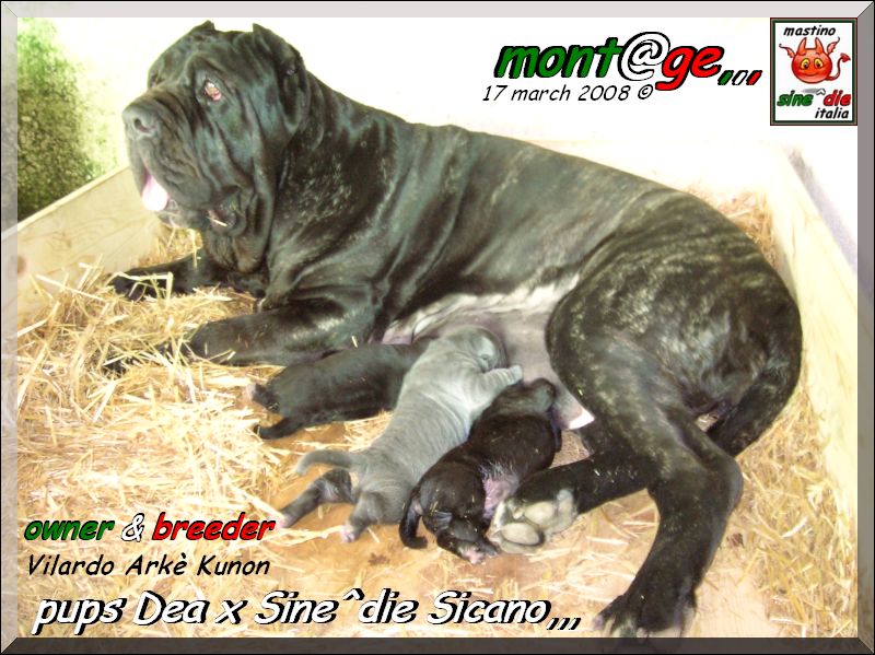 Pup of Sine^die Sicano breeder Arke Kunon,