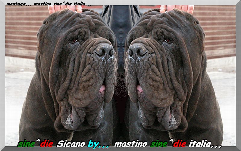 sine^die Sicano  owner & breeder  mastino sine^die italia 800 pixel.jpg my preferite