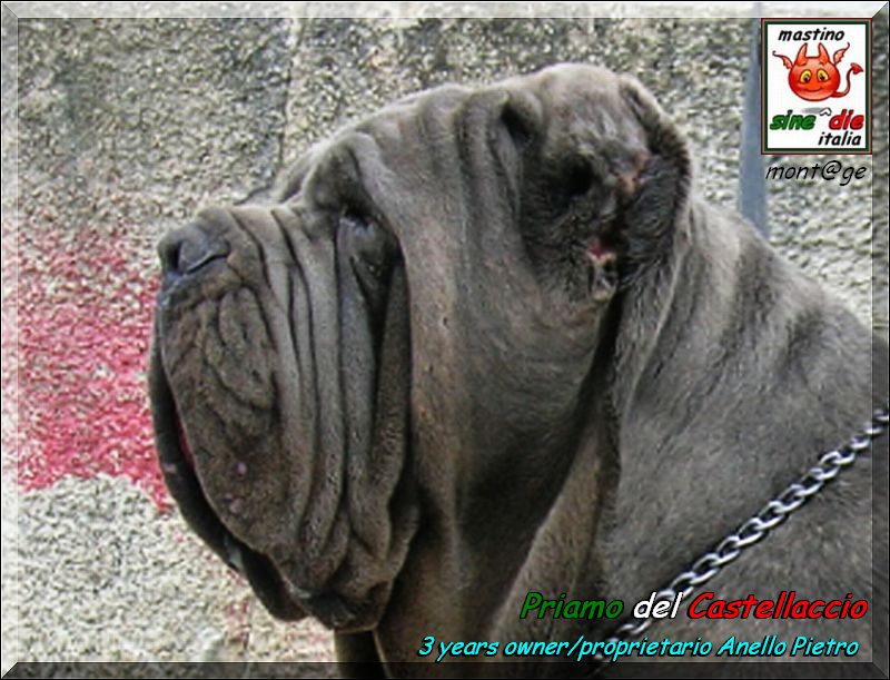 Priamo del Castellaccio, owner Anello Pietro, mont@ge mastino sine^die italia,,,