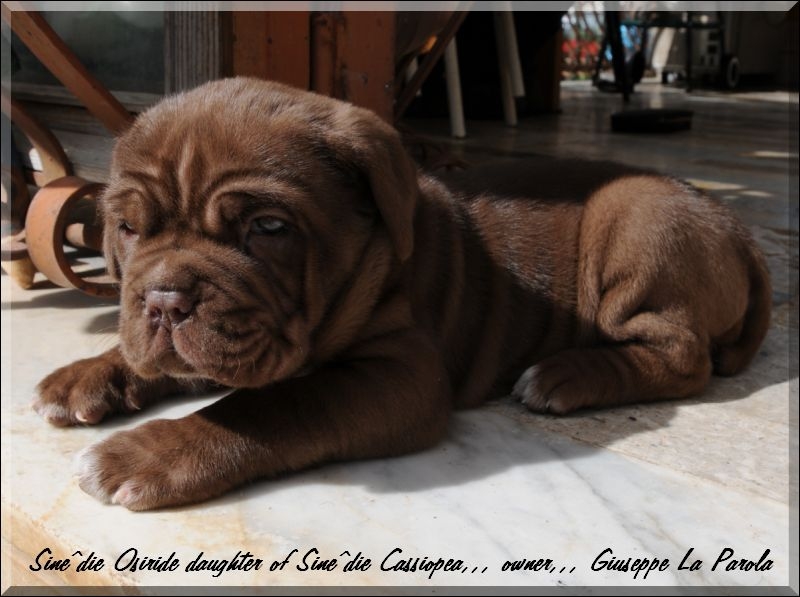 Sine^die Osiride daughter of Sine^die Cassiopea 30 days