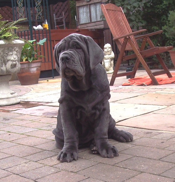 Copy of Hartu and Circe pups 3 months old (1)