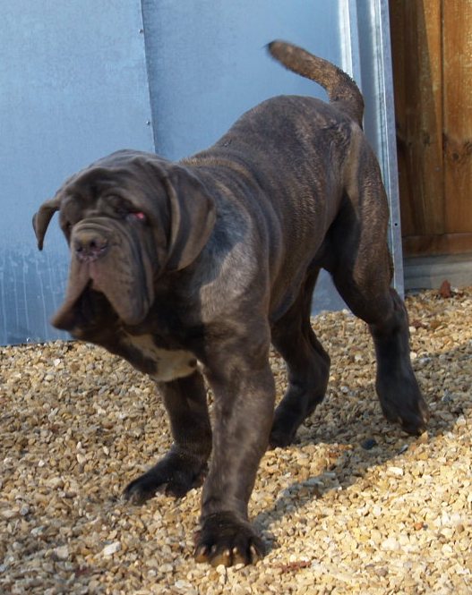Vito 6 months old