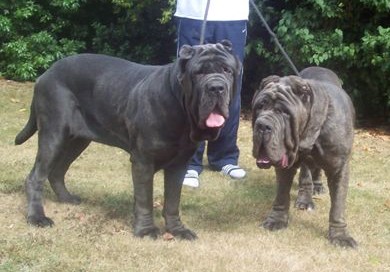 Dogs 29 07 2006.aa 110