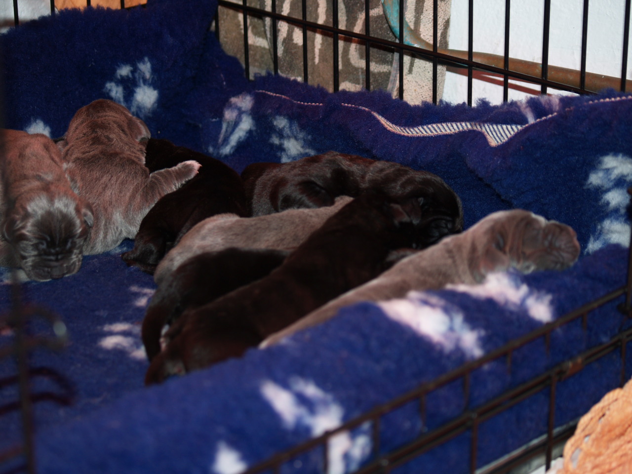 dogs 20 5 2007 027