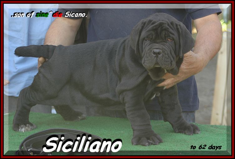 SICILIANO son of sine^die Sicano.... 0162 bis 754