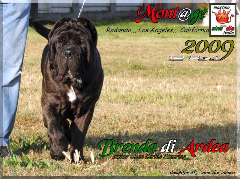 Lax Brenda di Ardea
