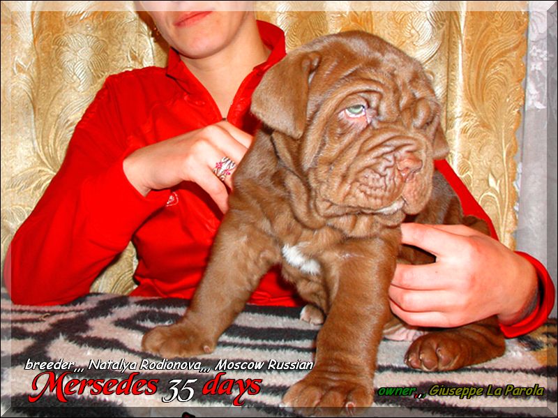 cuccioli of Sine^die Eracle Mersedes 35 days