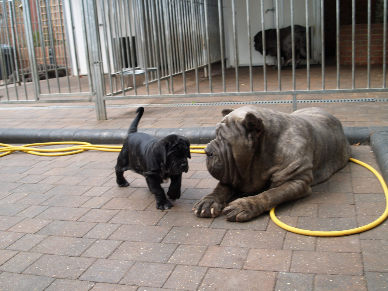 26 07 2008 pups 030