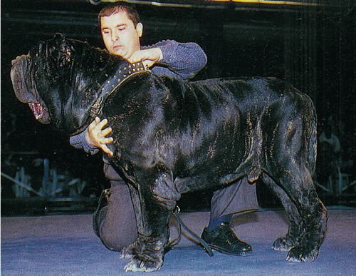 normal_carneradellagrottaazzurra