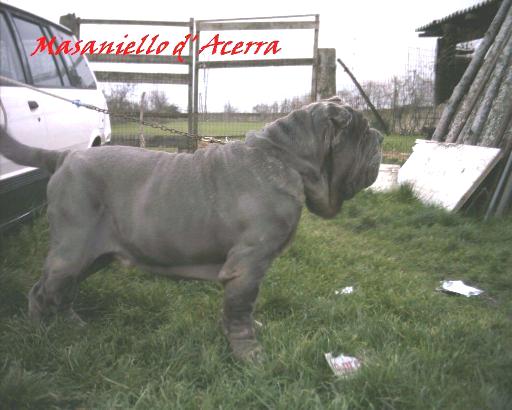 Masaniello d Acerra by Michele d Inverno-3