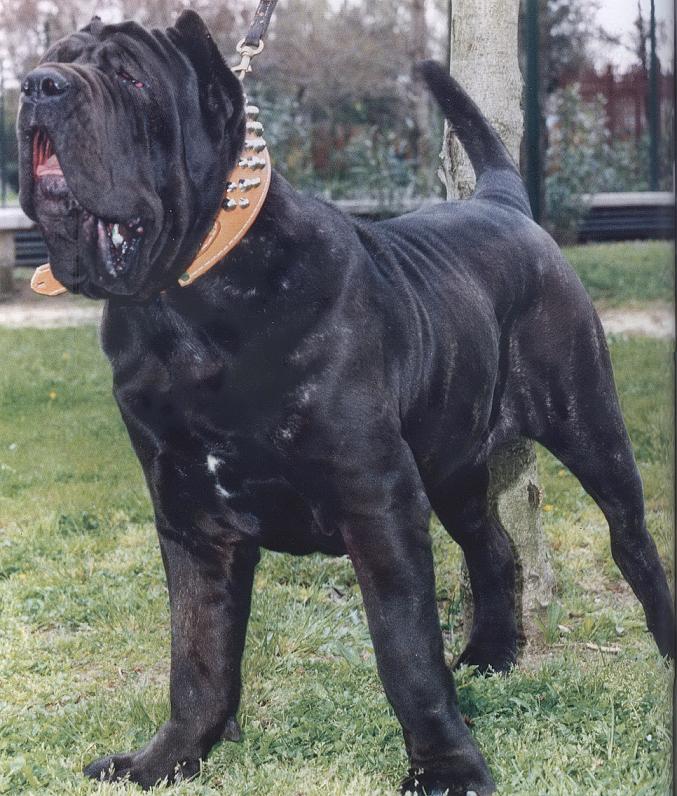 carnera010001