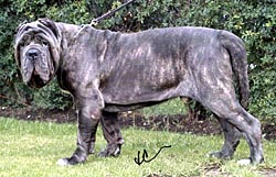 marco dello stradone