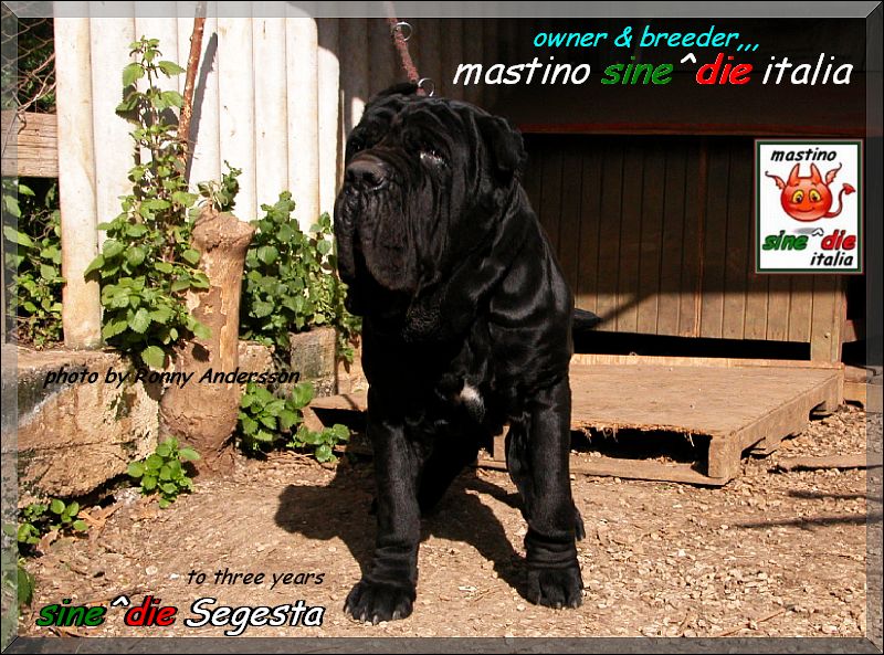 sine^die Segesta to three years,,, owner & breeder mastino sine^die italia