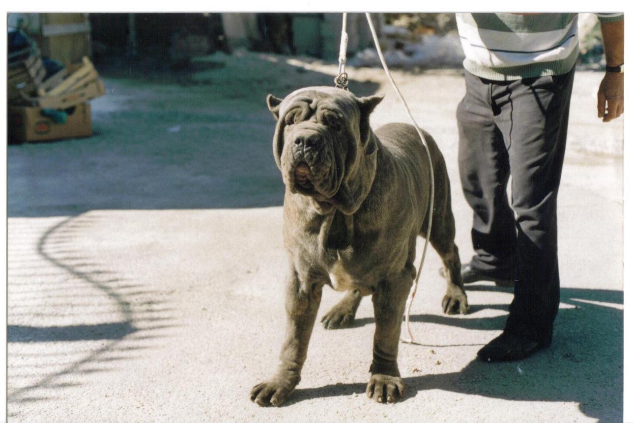 Dick figlio Hatrim della Grotta Azzurra