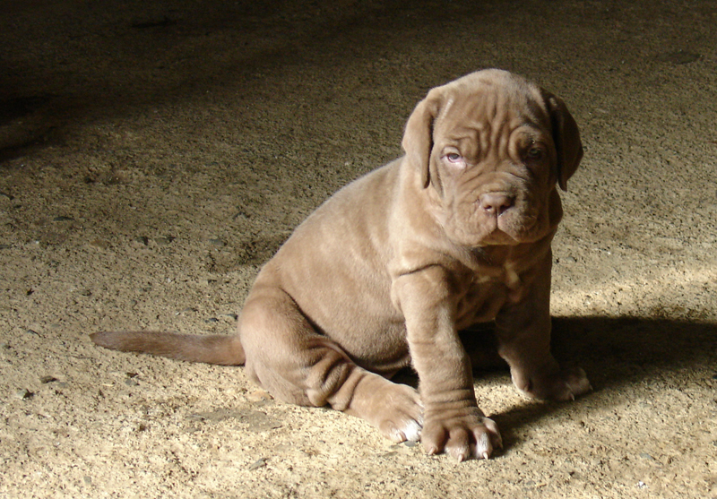 puppy