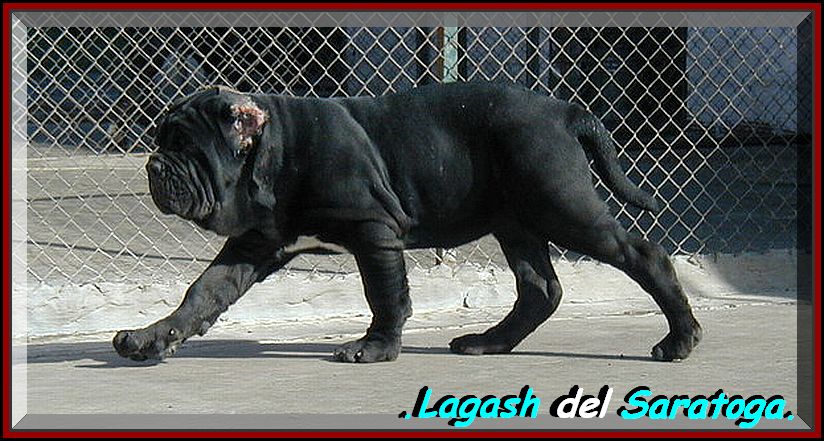 LAGASH DEL SARATOGA zxz