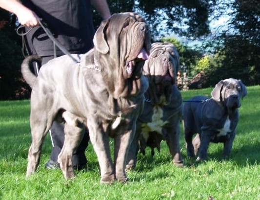 Dogs 28 10 2006 177