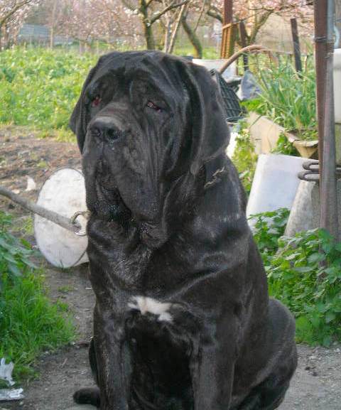 Immagine EBE 10 mounths