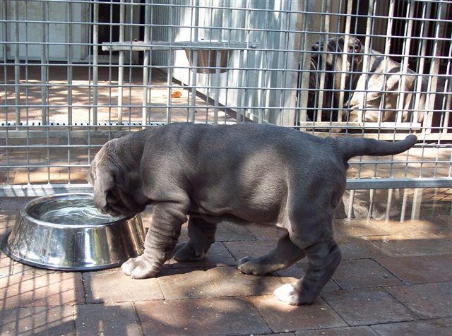 pups LUNA X VELENO 02 06 2007 021