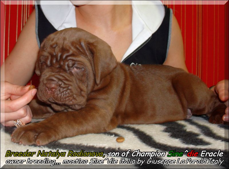 cuccioli mogano di Natalia Rodionova son of Sine^die Eracle
