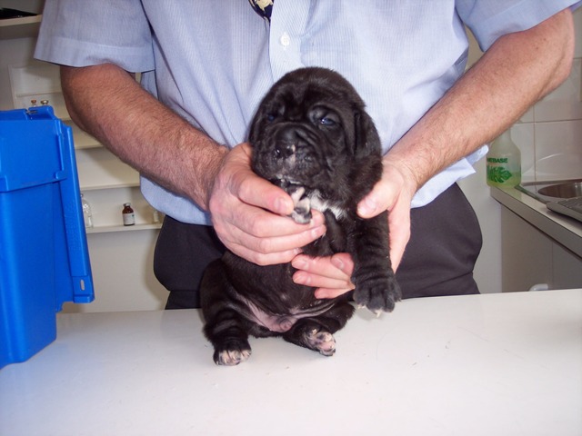 Copy of Dogs 08 06 2007 043