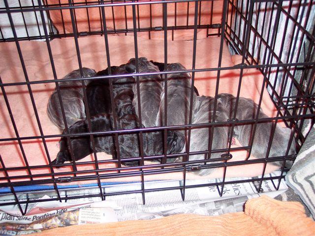 Allegra puppies 15 5 2007 002