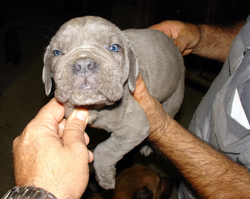 puppy3