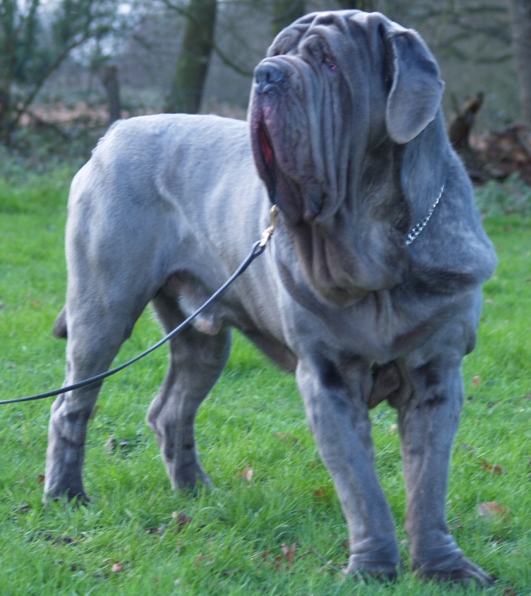 dogs 28 01 2007 038