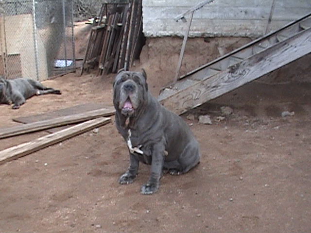 Gaia_DSC00441[1]