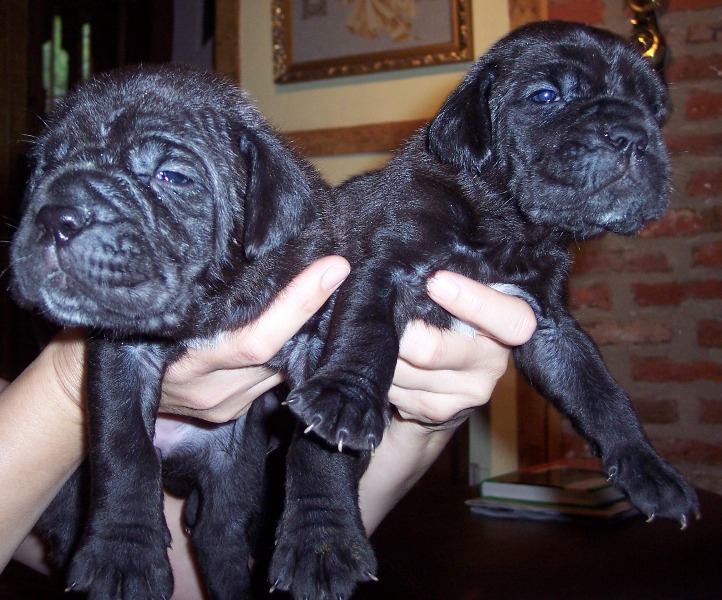 Hartu and Circe pups 02 07 2008 044