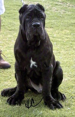dNosotros Ceilio