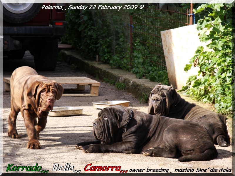 Korrado,,, Bella,,, Camorra,,,
