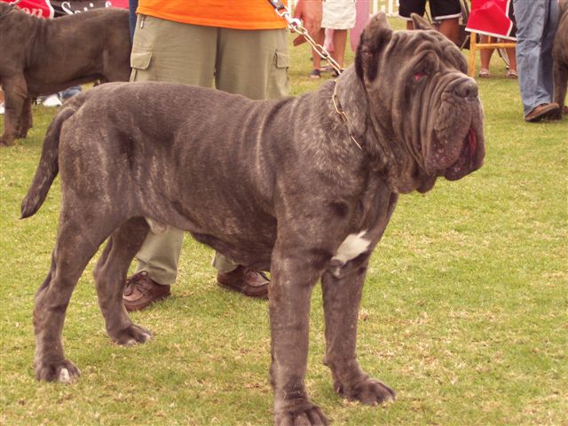Colosio Dello Stradone 12 months at the ATIMANA 2006, 1 st in young class