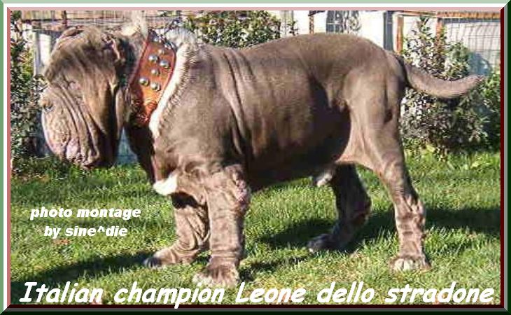by sine^die Leone dello Stradone 003
