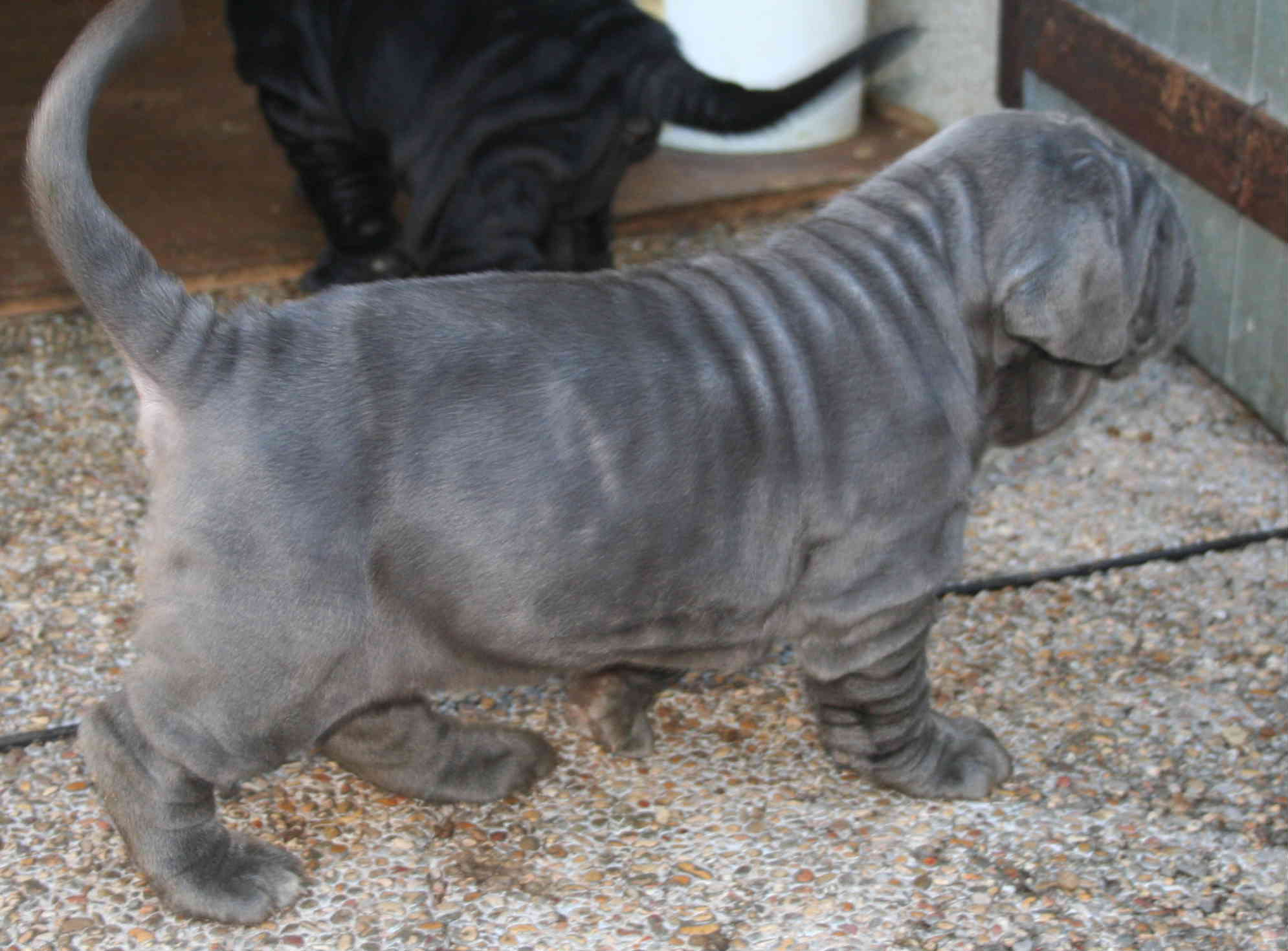 Cachorros rayna y bliss 1 mes03